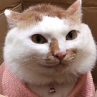 集梦猫猫【ZkL】
